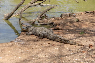 Riserva naturale di Bandia in senegal