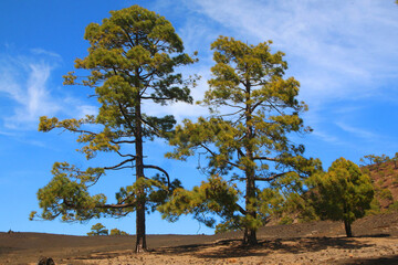 Obraz premium Kanaren-Kiefer in Landschaft, Insel La Palma, Kanaren, Spanien, Europa