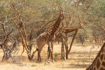 Riserva naturale di Bandia in senegal