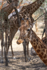 Riserva naturale di Bandia in senegal