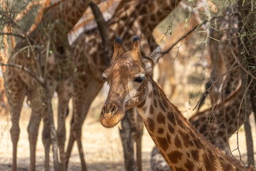Riserva naturale di Bandia in senegal