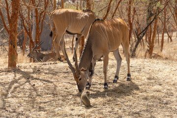 Riserva naturale di Bandia in senegal