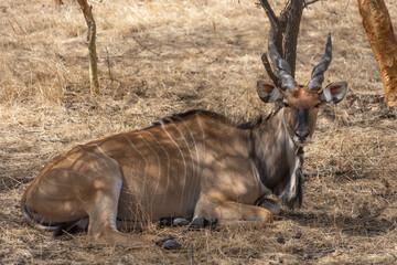 Riserva naturale di Bandia in senegal