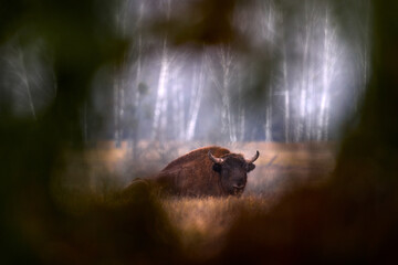 Europhean Bison, Bison bonasus, big brown animal in the nature habitat, s, Bialowieza NP, Poland....