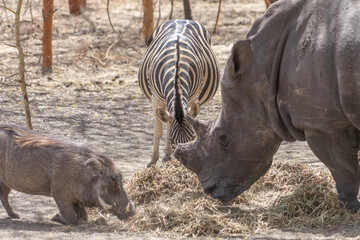 Riserva naturale di Bandia in senegal