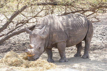 Fototapeta premium Riserva naturale di Bandia in senegal