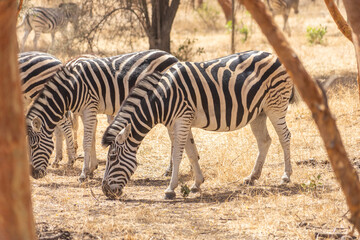 Riserva naturale di Bandia in senegal