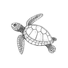 Fototapeta premium Black and White Turtle Line Art Vector Illustration