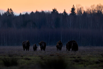 Poland snow winter sunset wildlife. Europhean Bison, Bison bonasus, big brown animal in the nature...