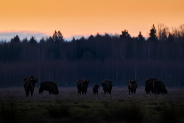 Poland snow winter sunset wildlife. Europhean Bison, Bison bonasus, big brown animal in the nature...