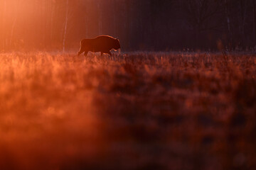 Poland snow winter sunset wildlife. Europhean Bison, Bison bonasus, big brown animal in the nature...