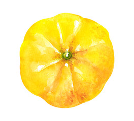 Yuzu bright juicy fruit watercolor hand drawn illustration element isolated on white background