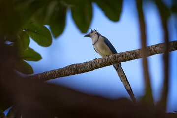 White-throated magpie-jay, Cyanocorax formosus, white blue bird with long tail, sitting on the...