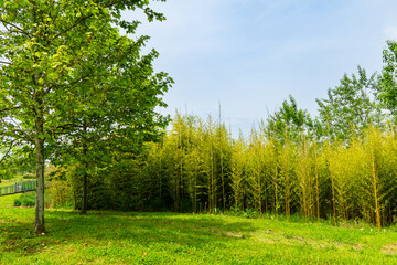 Ornithological park is located in Adler (Sirius). Tall, slender bamboo trunks rise gracefully from lush green field. Blue sky adds to tranquil. This environment is habitat for various bird species