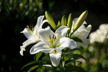 Fototapeta premium White lilies blooming in a garden with dark background