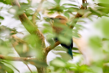 Blue-bellied Roller, Coracias cyanogaster, in the nature habitat. Wild bird from Senegal in Africa. Beautiful bird with white head sitting on the tree trunk in the forest. Wildlife scene from nature.
