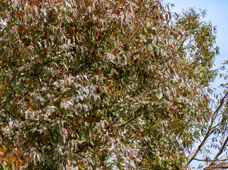 Close-up of Eucalyptus glauca (Eucalyptus caesia) branch with its characteristic elongated green leaves againa clear blue sky. Ornithological park is located in Adler (Sirius)