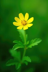 Descripci?n de una planta con flores amarillas en un fondo verde, naturaleza, verdadera
