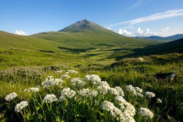 Mountain valley wildflowers landscape, summer scenery, nature background