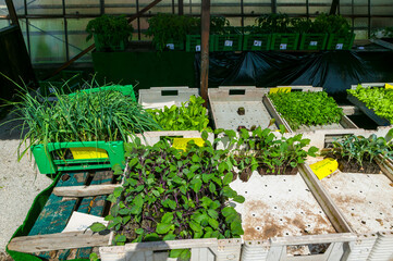 Young seedlings planted in flats in a greenhouse, Germany, Europe. 