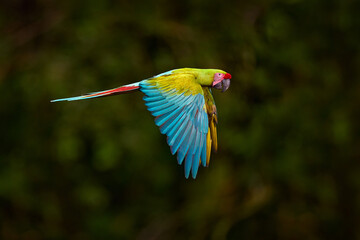 Tropic wildlife. Great-Green Macaw on tree, Ara ambigua. Wild rare bird in the nature habitat, sitting on the branch in Costa Rica. Wildlife scene in tropic forest. Dark forest with two green macaw pa © ondrejprosicky