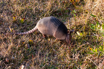Nine-banded Armadillo using it's nose to root in the ground for food, Florida, USA. 