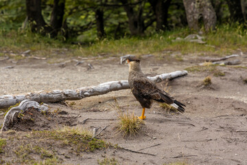 Crested caracaras bird genus in the family Falconidae and the subfamily Polyborinae. Wild bird in...