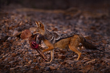 Fresh dead antelope cub in jackal muzzle, animal behaviour in Africa. Jackal drink water in waterhole, Polentswa, Botswana in Africa.  Beautiful wildlife scene from Africa with nice sun light. Jackal