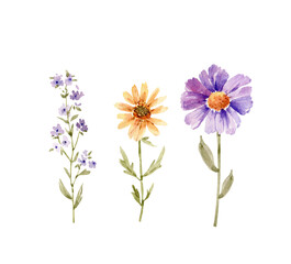 Watercolor set of garden flowers on a white background. Hand drawn illustration.