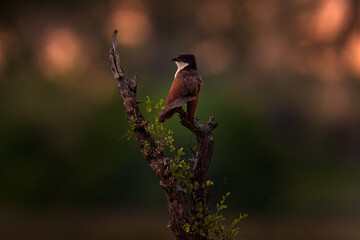 Bird in sunset, Africa. White-browed coucal or lark-heeled cuckoo,Centropus superciliosus, species of bird in family Cuculidae, sitting in branch in wild nature. Big bird coucal in habitat, Okavango.