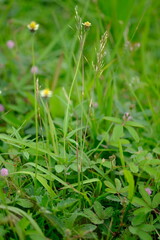 Gletang is a type of plant, mostly found wild as a weed, a member of the Asteraceae family. Tridax procumbens. natural background. defocus