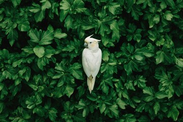 Obraz premium White cockatoo perched on lush green leaves in a garden setting