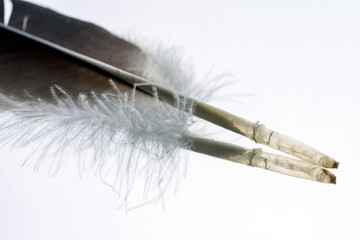 feather on black