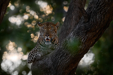Leopard on the tree trunk, close-portrait in sunset. Leopard near Khwai river in Botswana. Africa...