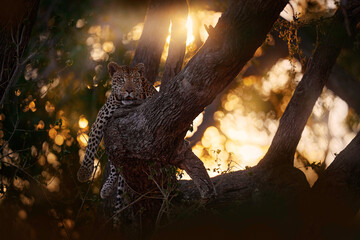 Sunset in Africa. Leopard on the tree trunk, close-portrait in sunset. Leopard near Khwai river in...