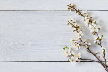 Blooming branches of cherry plum on white wooden background, copy space, spring holiday card