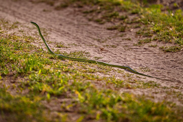 Spotted Bush Snake, Philothamnus semivariegatus, on the gravel road. Slither green snake on the...