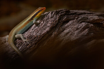Trachylepis wahlbergii, Wahlberg's striped skink, Khwai river, Moremi, Botswana. Wild lizard from Africa, natur wildlife.