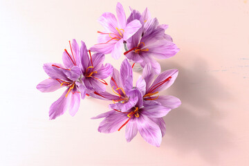 Crocus sativus, commonly known as saffron crocus on a pink background. It is among the world's most costly spices by weight. In October, the saffron is usually perfect for harvesting.