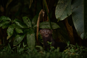 Tayra, Eira barbara, omnivorous animal from the weasel family. Tayra hidden in tropic forest, sitting on the green tree. Wildlife scene from nature, Mexico nature. Cute danger mammal in habitat.