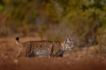 Iberian lynx, Lynx pardinus, wild cat endemic to Iberian Peninsula in southwestern Spain in Europe. Rare cat walk in the nature habitat. Canine feline with spot fur coat, sunset light. Spain wildlife.