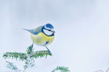 A beautiful blue tit sits on spruce twig.  Winter scene with colorful titmouse. Cyanistes caeruleus