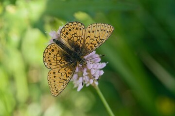 A  beautiful ocellate bog fritillary sits on a pink flower. Proclossiana eunomia. Portrait of a orange butterfly. Boloria eunomia 

