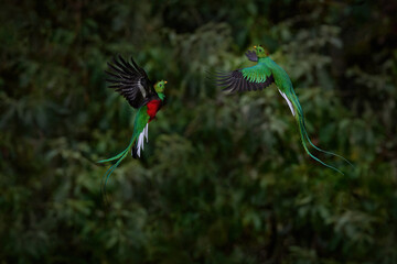 Bird fight, Costa Rica. Flying Resplendent Quetzal, with green forest in background. Magnificent sacred green and red bird. Action flight moment with Quetzal, beautiful exotic tropic bird.