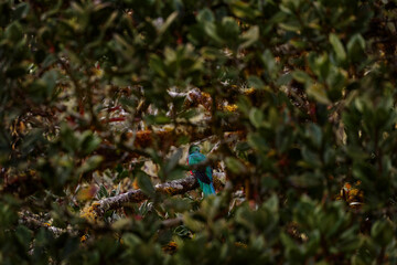 Quetzal in dark tropic forest, Pharomachrus mocinno, from  nature Costa Rica. Magnificent sacred mystic green and red bird. Resplendent Quetzal in jungle habitat. Wildlife scene from Costa Rica.