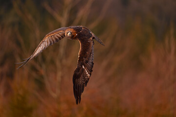 Golden eagle flying above the orange autumn meadow. Big bird of prey with open wings. Eagle fly from, Slovakia, Europe. Wildlife scene from nature.