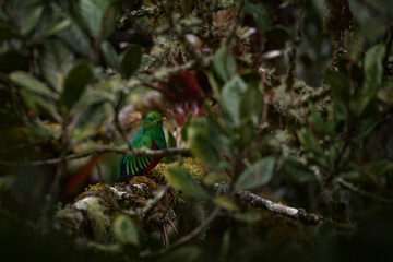 Quetzal in dark tropic forest, Pharomachrus mocinno, from  nature Costa Rica. Magnificent sacred mystic green and red bird. Resplendent Quetzal in jungle habitat. Wildlife scene from Costa Rica.