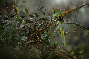 Quetzal in dark tropic forest, Pharomachrus mocinno, from  nature Costa Rica. Magnificent sacred mystic green and red bird. Resplendent Quetzal in jungle habitat. Wildlife scene from Costa Rica.
