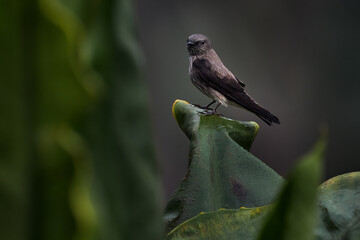 Mascarene martin, Phedina borbonica, passerine bird, sitting on the green leave in the nature...