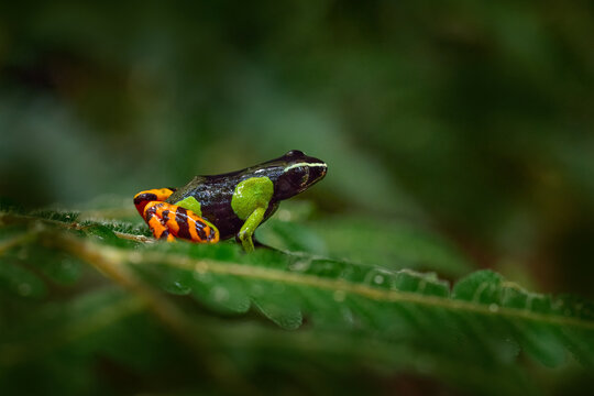 Baron's Mantella, Mantella baroni, yellow black green frog from tropic dark forest, Andasibe Mantadia NP in Madagascar. Endemic amphibian in the forest habitat, night photo. Green frog. Madagascar.